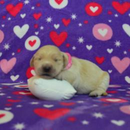 Pink - Golden female Golden Retriever puppy in Webster City, Iowa from Whispering Pines Precious Puppies