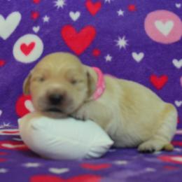 Pink - Golden female Golden Retriever puppy in Webster City, Iowa from Whispering Pines Precious Puppies
