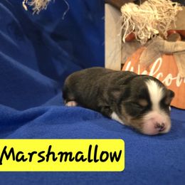 Marshmallow - Black tri male Toy Australian Shepherd puppy in Forney, Texas from Texas Talent Toy Aussie's