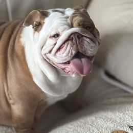 Sunni - Bulldog