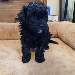 Kyle - Black male Havapoo puppy in Blanch, North Carolina from Faithful Hearts Kennel