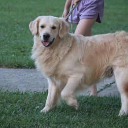 Charlie - male Golden Retriever puppy in North Brunswick, New Jersey from Cynazar Goldens