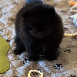 Teeny - Black male Pomeranian puppy in Kilgore, Texas from 5 Star Poms