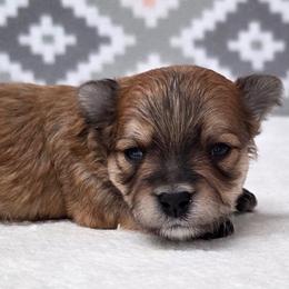 Frankie - Gold male Morkie puppy in Monticello, Iowa from Ashley’s Puppies
