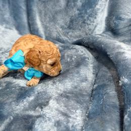 Silver - Apricot male Poodle puppy in Tennessee Colony, Texas from Poodle an Doodles 3:16