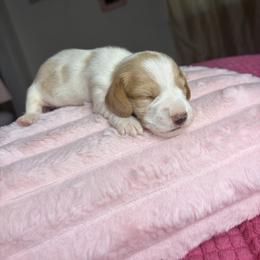 George - Piebald male Dachshund puppy in Lake City, Florida from My Ditzy Doxies of Florida