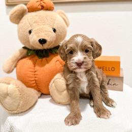 Minnie - Caramel ice female Australian Labradoodle puppy in Palmdale, California from Pixie Doodle Paws