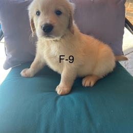 Golden Retriever Puppies from Emily Goetting
