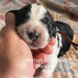Murtagh Fitzgibbons - Black and white male English Springer Spaniel puppy in Tupalo, Mississippi from Butterfield Trail Farm