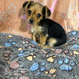 Tippy the tipster - Black and gold female Yorkshire Terrier puppy in Pounding  Mill, Virginia from Rosa's Chihuahuas