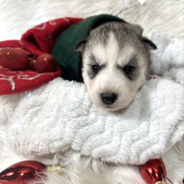 Coal - Gray and white male Siberian Husky puppy in Vail, Iowa from Homegrown Huskies