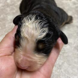 Shanti - Tri-color female Bernese Mountain Dog puppy in Rural Retreat, Virginia from Bernese Bunker