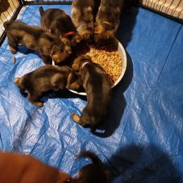 German Shepherd Puppies from Rammstein Kennels