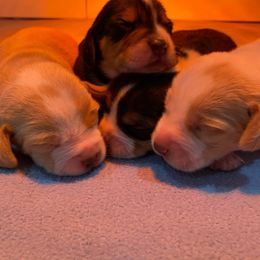 Beagles from Beagles and Blooms