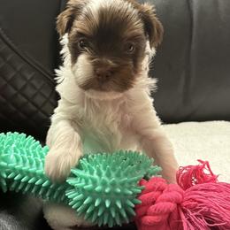 Arista AKC - Chocolate, tan and white female Yorkshire Terrier puppy in Labelle, Florida from Chocolate and Parti Yorkies in Florida