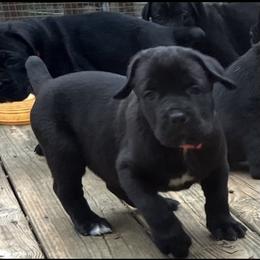 Girl 3 - Black female Cane Corso puppy in Douglasville, Georgia from Palazzo Cane Corso