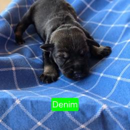 Denim - Salt and pepper male Miniature Schnauzer puppy in Piedmont, Oklahoma from J&K's Miniature Schnauzers