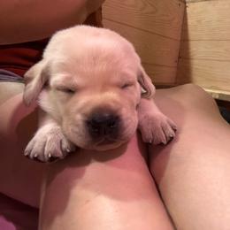 Blue collar - Yellow male Labrador Retriever puppy in Washington from Jarvis Family Labradors