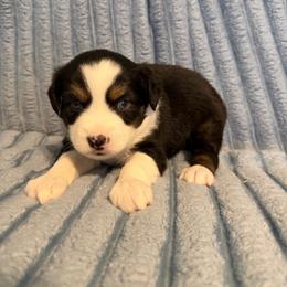 Johnny - Black tri male Miniature Australian Shepherd puppy in Washington, Indiana from Southern Indiana Mini Aussies