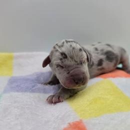 Sawyer - Merle male Great Dane puppy in Kannapolis, North Carolina from Carolina Great Danes & Toy Poodles