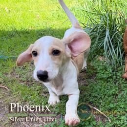 Phoenix - Piebald male Dachshund puppy in Cave Junction, Oregon from Rockindachs