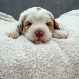 Sally - Caramel female Australian Labradoodle puppy in Denton, Texas from Liberty Hill Labradoodles