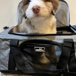 Aussiedoodle and Goldendoodle Puppies from Junipersdoodles