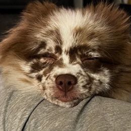 Pomeranians from Austin AKC Poms