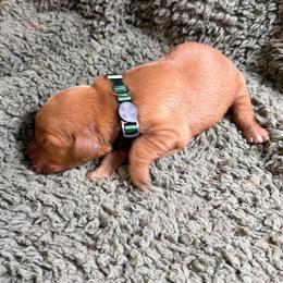 Ava (green female) - Dark golden female Golden Retriever puppy in Stigler, Oklahoma from Red MAX Golden Retrievers