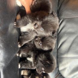 Mickey - Black male Pomeranian puppy in Sout Gate, California from My Heavenly Poms