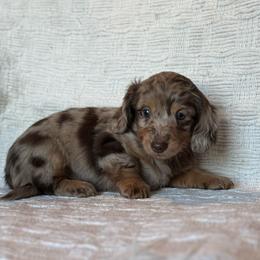 Millie - Dapple female Dachshund puppy in Hawley, Texas from Foxy’s Dachshunds & Toy Aussies