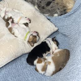 Pembroke Welsh Corgi Puppies from Corgi Love Tales