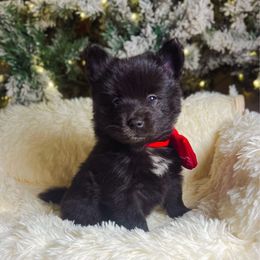 Godiva - Black female Pomsky puppy in Cleveland, Ohio from Lake Point Pomskies