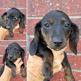 Black female - Black female Dachshund puppy in Skiatook, Oklahoma from Willies Weinies