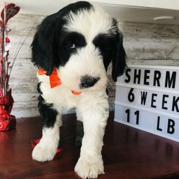 Pyredoodle and Sheepadoodle Puppies from Davis Family Doodles