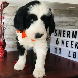 Pyredoodle and Sheepadoodle Puppies from Davis Family Doodles