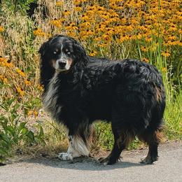 Cash - Australian Shepherd