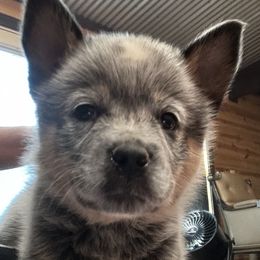 Australian Cattle Dog Puppies from Red Horizon ACD Kennels