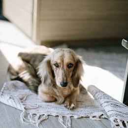 Luna - Dachshund