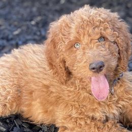 Goldendoodles and Poodles from Daisy’s  Doodles11