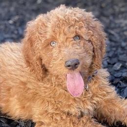 Goldendoodles and Poodles from Daisy’s  Doodles11