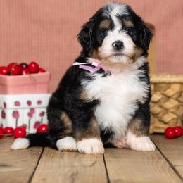 Lemon - Tri-color female Bernedoodle puppy in St Joe, Indiana from Pawsh Bernedoodles