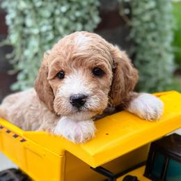 Kettle Corn - Apricot female Goldendoodle puppy in Wharton, Texas from Little Fur Friends