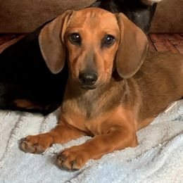 Chelsea - Dachshund