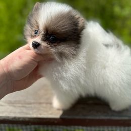 Ace - Orange parti Pomeranian puppy in Zionville, North Carolina from Shaner Poms