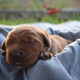 Golden Retriever Puppies from Bethel Park Goldens