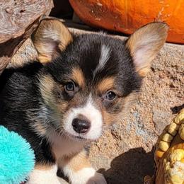 Maroon bandana boy - Black and tan male Pembroke Welsh Corgi puppy in Cherokee, Oklahoma from MCS Farms-OK