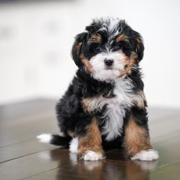 Bernedoodle Puppies from Down Home Doodle