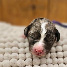 Purple - Merle female Bernedoodle puppy in Shelby, North Carolina from Forever Grateful Doodles