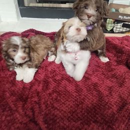 Havanese Puppies from Havanese Cuban Cuties